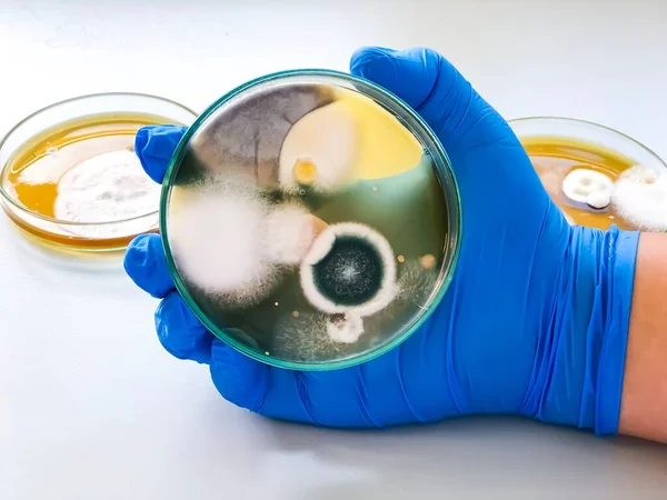 Malt Extract Agar in Petri dish using for growth media to isolate and cultivate yeasts, molds and fungal testing from clinical samples, hold in scientist hand in medical health laboratory.