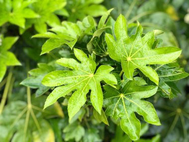 Fatsia japonica, koyu yeşil yapraklar yayılan saplara tutunur. Yapraklar çok büyük, akçaağaç yaprağı şeklinde. Botanik bahçesinde kışın açarlar. Tazeliği hissetmek.