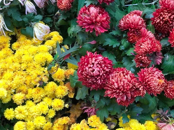 Chiudi Big Red Yellow Chrysanthemum Fiori Con Foglie Verdi Nella — Foto Stock