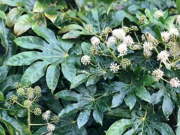 Fatsia Japonica Σκούρα Πράσινα Γυαλιστερά Φύλλα Που Διατηρούνται Για Την — Φωτογραφία Αρχείου