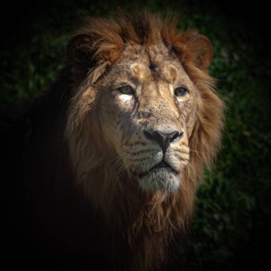 KUŞ KUŞLARI KUŞUYOR 