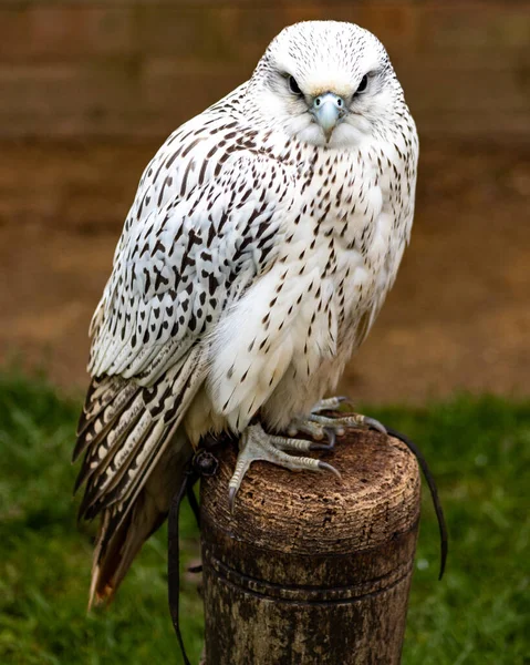 Birds Prey Outdoors Flying Dan Perching — Stok Foto