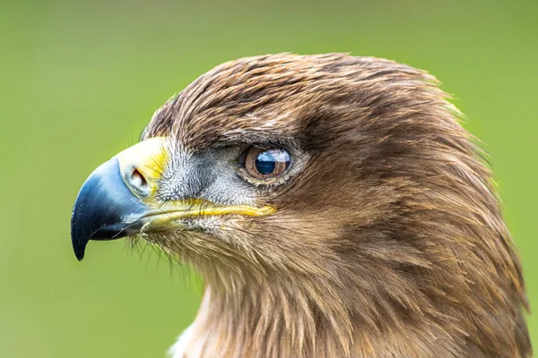 Uccelli Rapaci Esterni Che Volano Appollaiano — Foto Stock