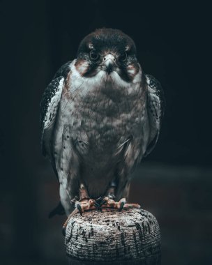 KUŞ KUŞLARI KUŞUYOR 