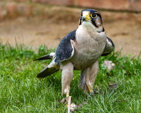 Pirds Prey Outdoors Flying Perching — 图库照片