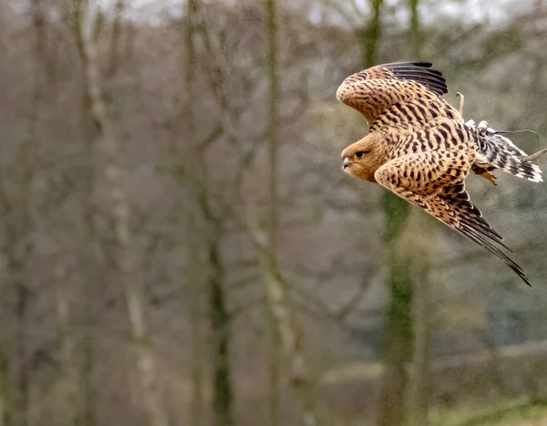 Oiseaux Préparation Extérieur Volant Perchant — Photo