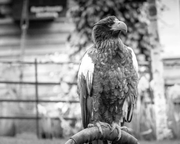 Aves Rapiña Aire Libre Que Vuelan Posan — Foto de Stock