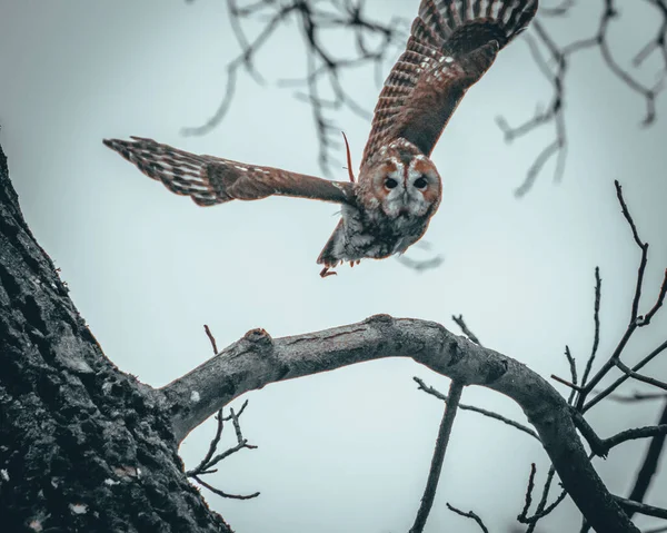 Birds ของ Prey Outdoors Flying และ Perching — ภาพถ่ายสต็อก