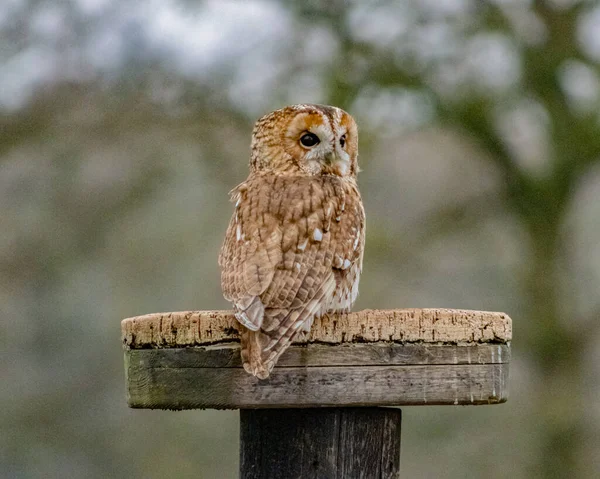 Pirds Prey Outdoors Flying Perching — 图库照片