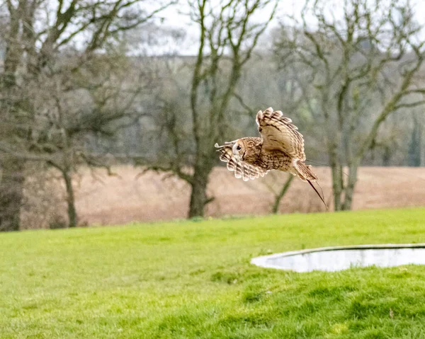 Pirds Prey Outdoors Flying Perching — 图库照片