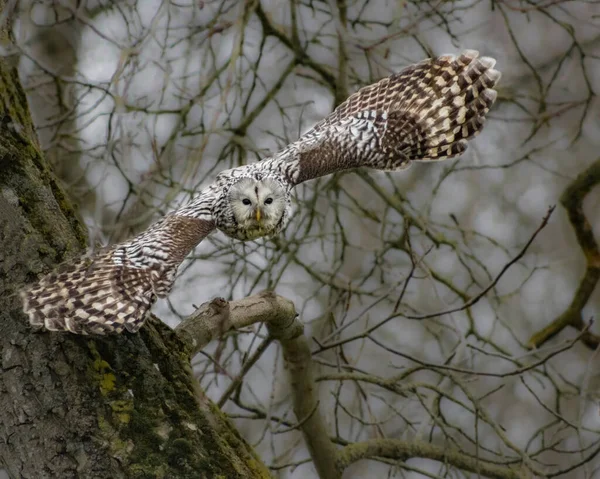 Oiseaux Préparation Extérieur Volant Perchant — Photo