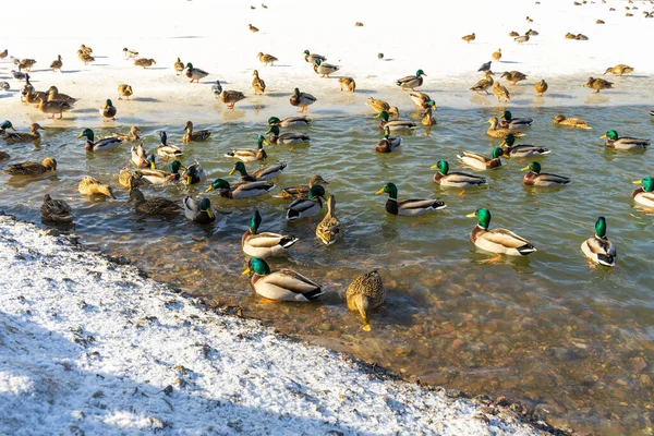 Ducks swim in winter ice water. Ducks in winter river. Winter ducks snow