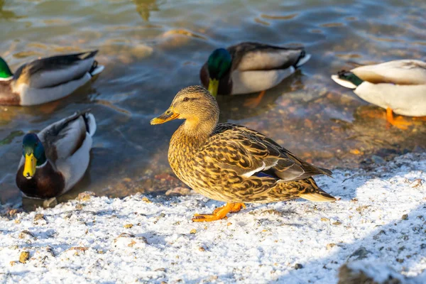 wild ducks on a frozen city pond in winter. one motley duck in the foreground in focus