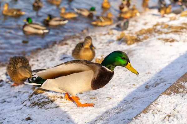 wild ducks on a frozen city pond in winter. one motley mallard duck with a green head in the foreground in focus