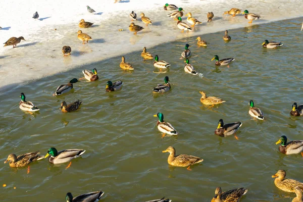 Ducks swim in winter ice water. Ducks in winter river. Winter ducks snow