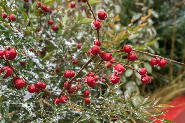 red berries on snowy branches. Christmas concept. christmas background