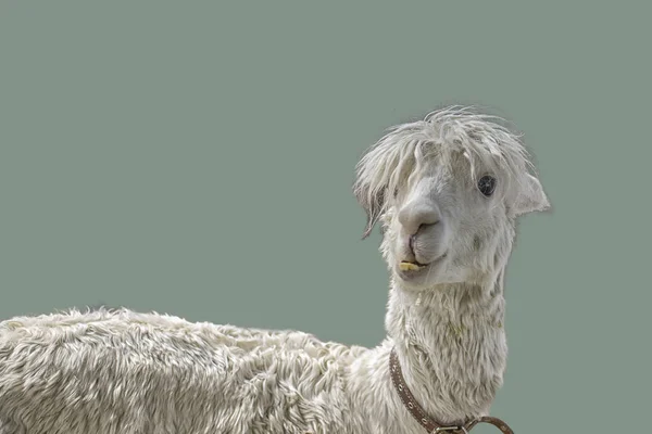 funny animal lama with crooked teeth and bangs, isolate on a gray background