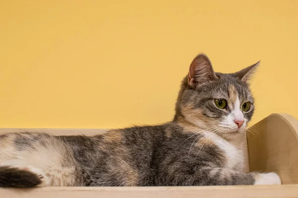 cat looks surprised lying on a wooden shelf