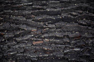 Meşe barka closeup karanlık doku