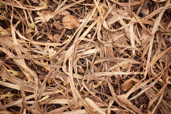 Tekstur musim gugur dari daun layu — Stok Foto