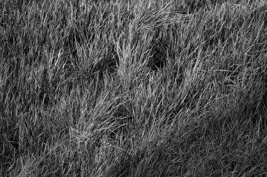 Kesme ahşap doku kavramı 