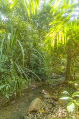 Tayland, Thailand, Krabi, Lanta ormanda nehirde