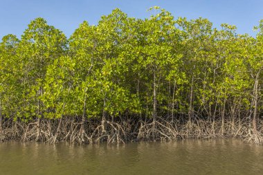 Mangrov orman milli parkta Lanta Krabi Thailand