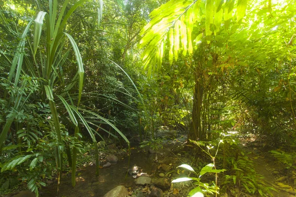 Rivier in jungle in Thailand, Krabi, Lanta — Stockfoto