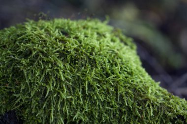 Hill moss konsepti ile