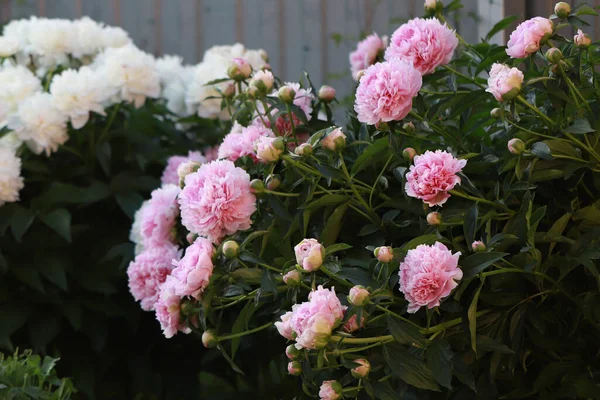 Pink white delicate fluffy peonies in the garden near the house, refreshing aroma of natural flowers , flowers f — Stockfoto