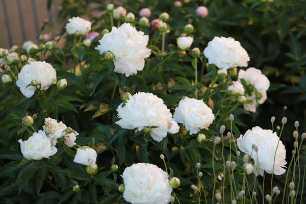 Rose blanc délicats pivoines duveteuses dans le jardin près de la maison, arôme rafraîchissant de fleurs naturelles, fleurs f — Photo