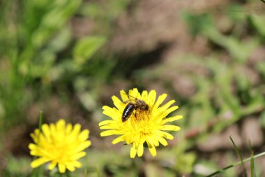 Bir eşek arısı sarı bir karahindibadan nektar çıkarır.