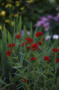 Bahçedeki kestane rengi karanfil Bir yaz akşamı çiçek tarhında