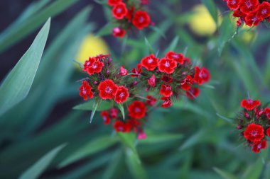 Bahçedeki kestane rengi karanfil Bir yaz akşamı çiçek tarhında