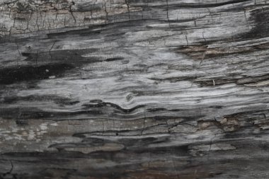 Eski ahşap dokusu, arka plan olarak eski gri melankoli kullanımı