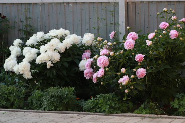 Botões de flor de peão rosa com folhas grandes em fundo branco