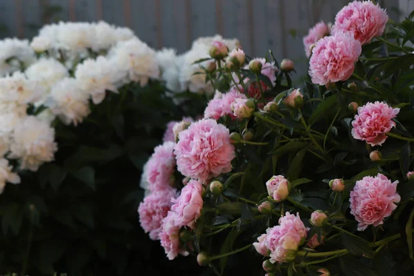 花坛上的白色和粉色的豪华郁金香 这是六月里一丛丛盛开的郁金香 — 图库照片