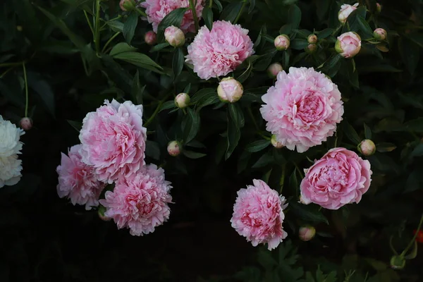 Розовые Роскошные Тюльпаны Клумбе Большой Буш Цветущих Тюльпанов Июне Стоковое Изображение