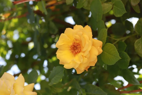 Rose de thé jaune dans le jardin fleuri, belle saison d'été à utiliser comme fond — Photo