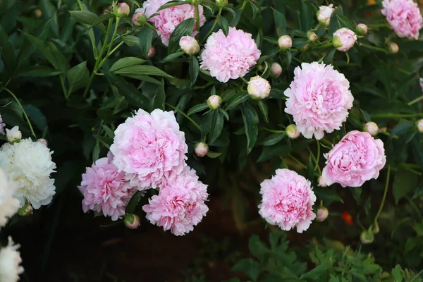 Pivoine Rose Bush Dans Jardin Sur Lit Fleurs Juin — Photo