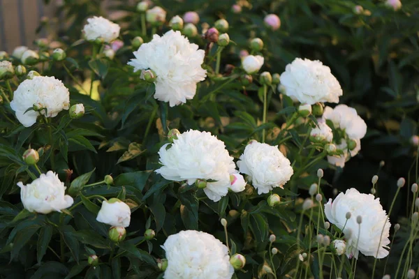 6月の庭の白い牡丹アマチュア庭師にお願いします — ストック写真