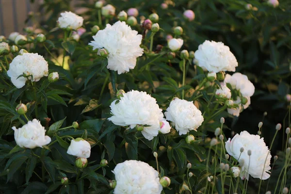 Peônias Brancas Jardim Junho Por Favor Jardineiro Amador Imagens De Bancos De Imagens Sem Royalties