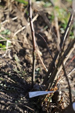Baharda ağaç dikmek, kırsalda bahçıvanlık yapmak.