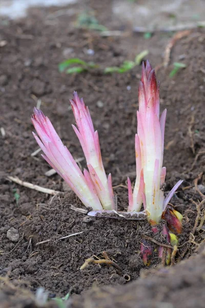 Nahaufnahme Blumenzwiebeln Mit Austreibenden Lila Lilie — Stockfoto