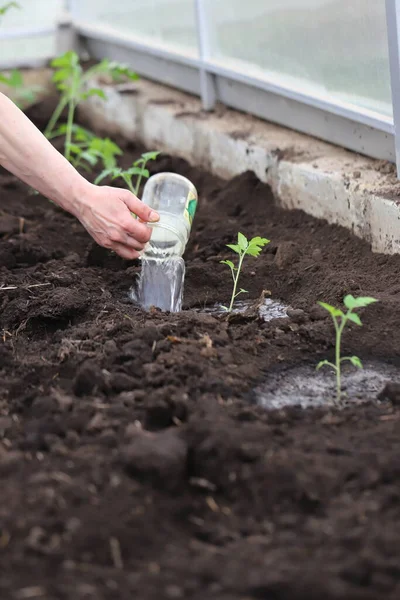 トマトをポットから温室に移植し若いトマトに水をやり野菜作物を育て — ストック写真