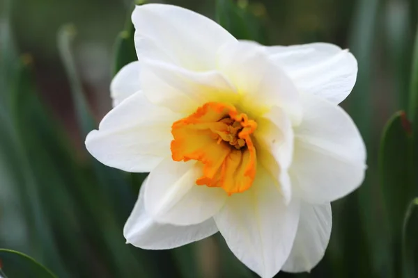 Stor Narcissus Blomst Blomstrede Mindede Foråret Naturlig Behagelig Duft Blomster Royaltyfrie stock-fotos