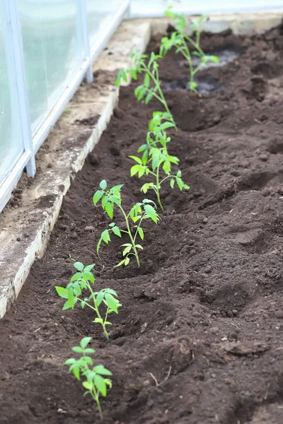 温室内のベッド シャベル 苗にトマトの苗を植えます夏の季節は開いています — ストック写真