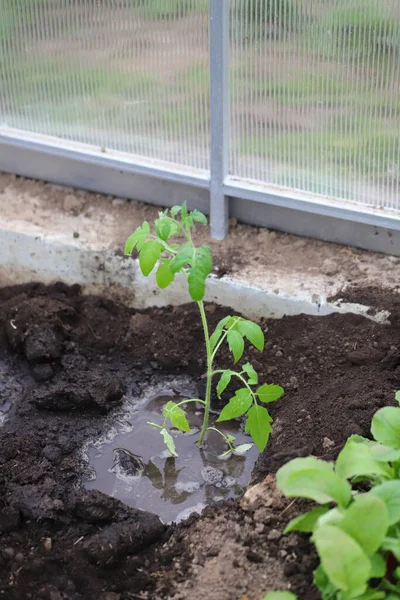 Tomaten Vom Topf Ins Gewächshaus Pflanzen Junge Tomaten Gießen Gemüsepflanzen — Stockfoto