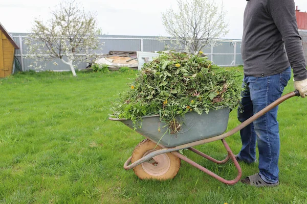 Wheelbarrow Dry Leaves Standing Rural Backyard Gardening Tools Steel Trolley — Stock Photo, Image