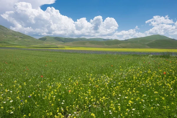 Kwitnienie Soczewicy 2016 Castelluccio Norcia Sibillini Park — Zdjęcie stockowe